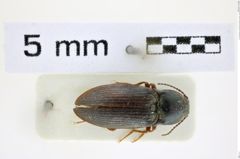 Foto (Dorsalansicht) von Selatosomus salebrosus (Gurjeva, 1989) (NHMW-ZOO-COL-0008383)